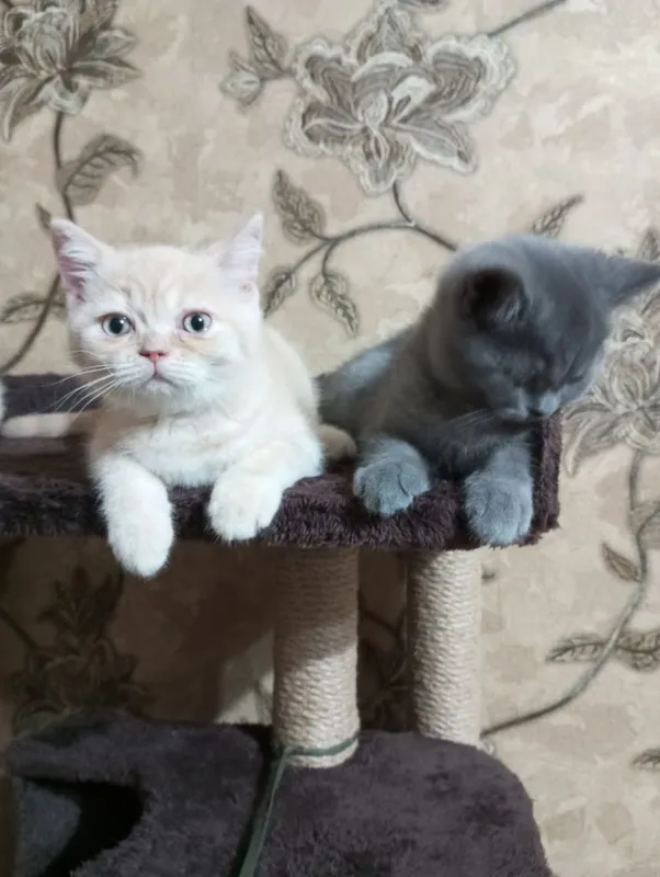 Шотландские котята.Цена договорная 800000. 7 Шотландские котята.Цена договорная 800000. 7