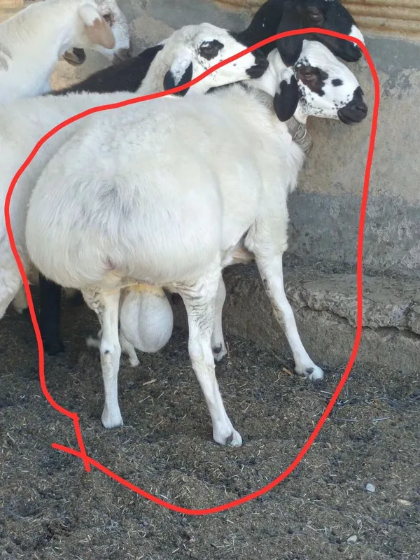 Qazoqi tagal 100kg+ 3 Qazoqi tagal 100kg+ 3