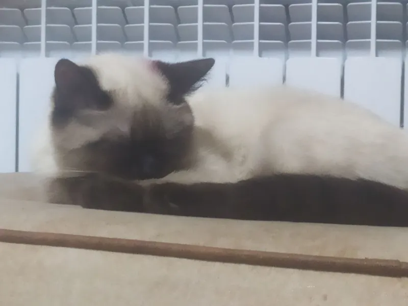 Кошка 4 Кошка 4