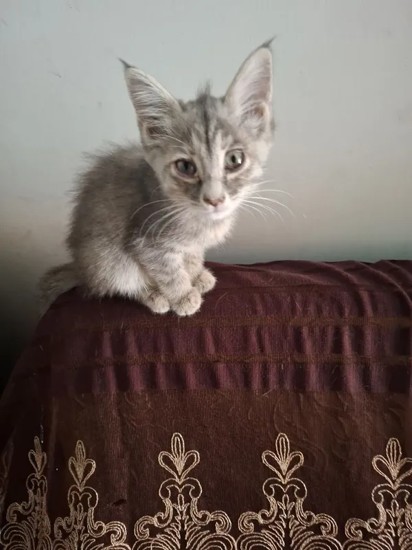 Отдам котят в хорошие руки 3