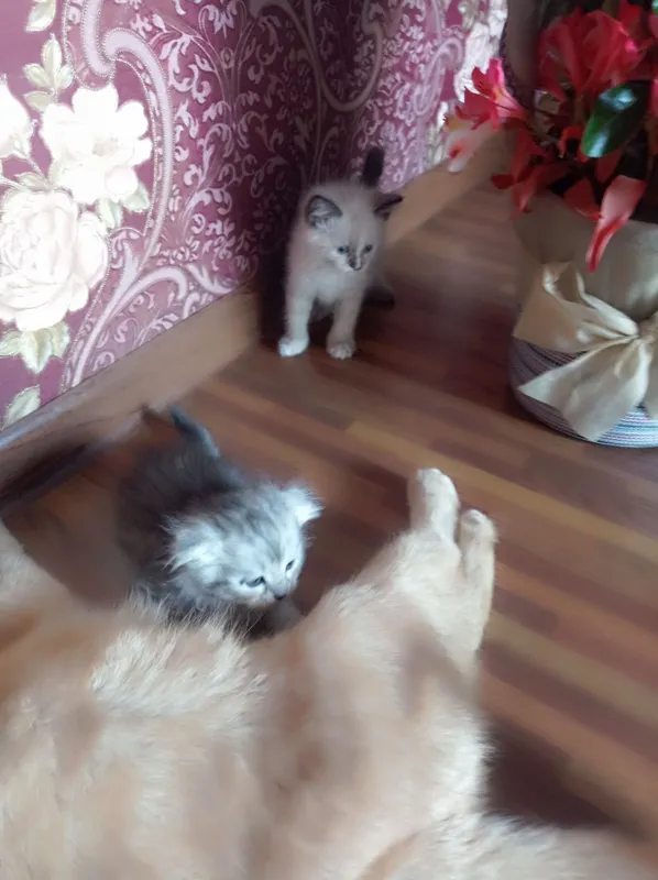 Продам породистых котят Мама:скотиф фолд Папа шотландский скотиш Страй — фото 2