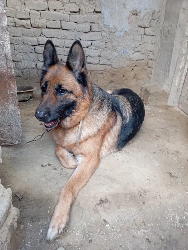 Nemis ovcharkasi (German Shepherd] — фото 1