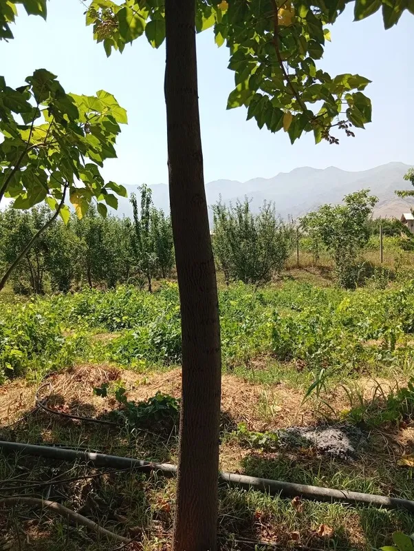 Pavloniya daraxtlari sotuvda SAMARQAND URGUT narxini kelishamiz 4