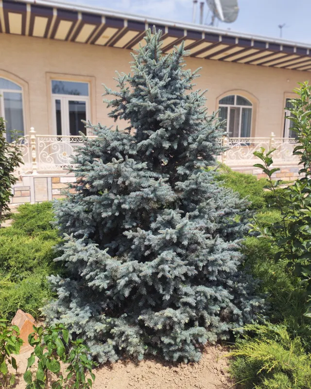Голубой ел арчала — фото 3