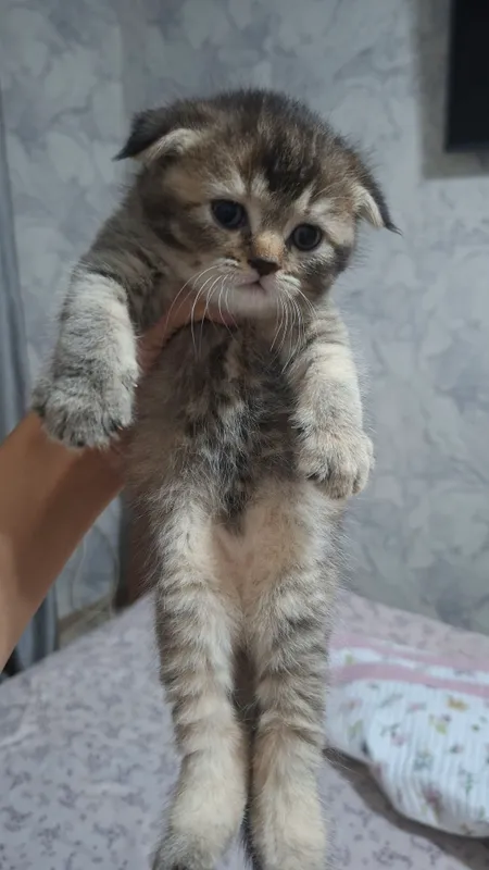 Продаются котята шиншилла 1