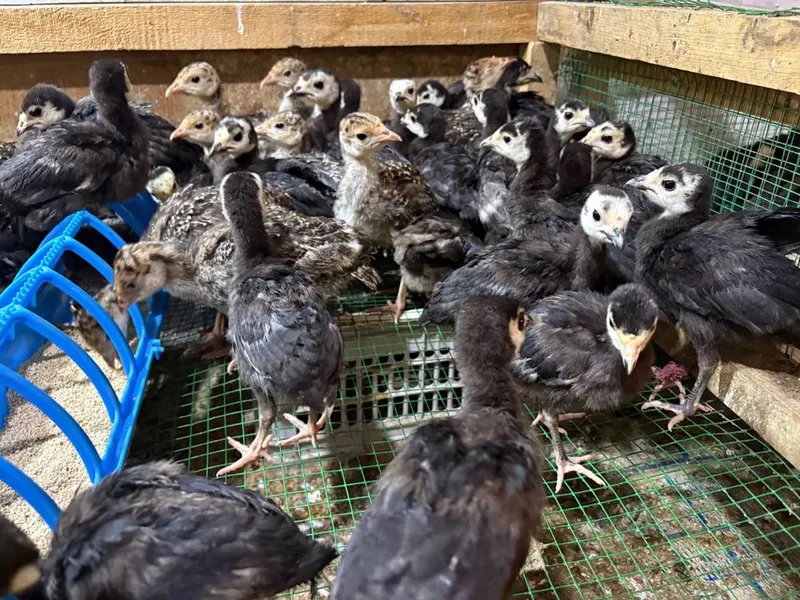 Pekin favarit goz tisarka jojalarin birinchi qol