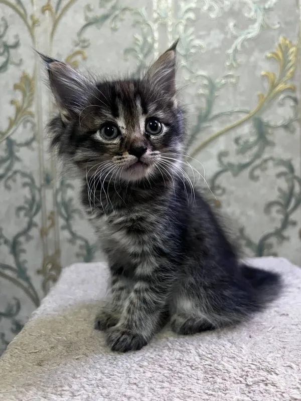 Продаются котята — фото 1