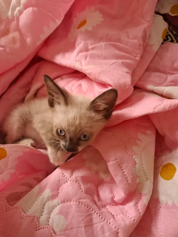 Котёнок 5