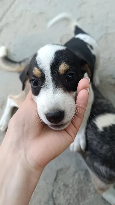 Kuchukcha bepul, yaxshi qo‘llarga 1