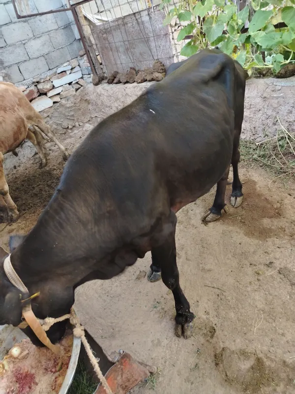 Ona bola sigir sotiladi 3 Ona bola sigir sotiladi 3