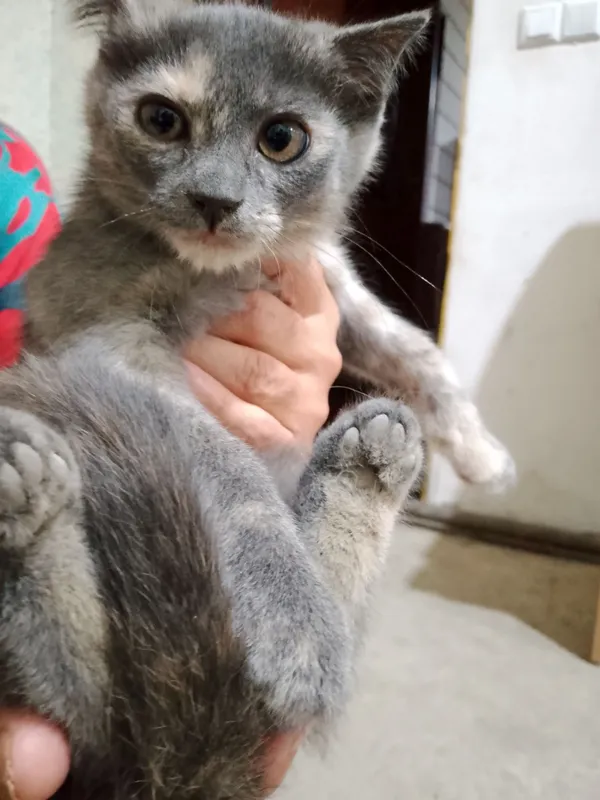 Продается котенок