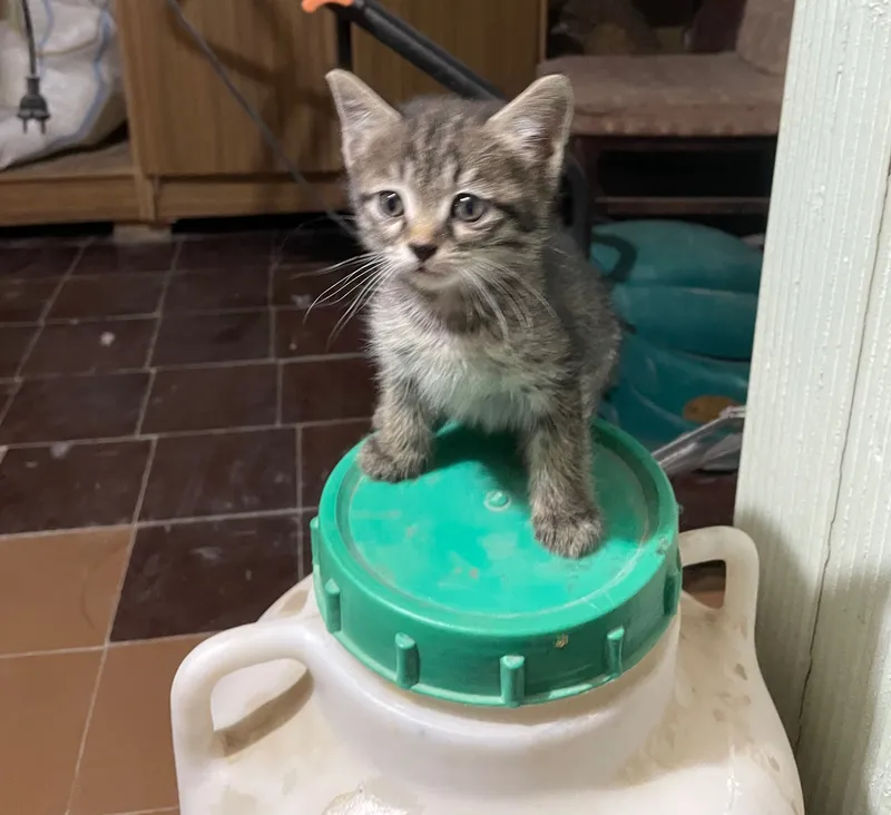 Домашние Котята ищут себе дом — фото 2