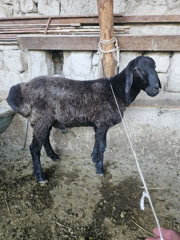 Qochqor sotiladi