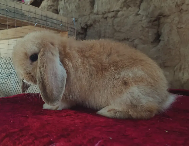 karlik baranchalar sotladi yoshi: 3 oyli