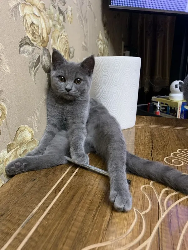 Вязкага scottiish stright Басель — фото 1