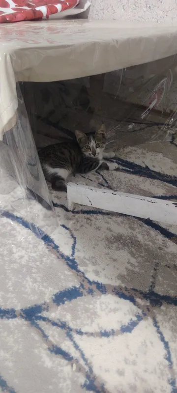 Кошка девочка отдом 1 Кошка девочка отдом 1