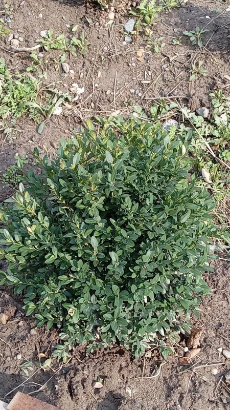 Shamshod eng zoʻrlari bizda — фото 6