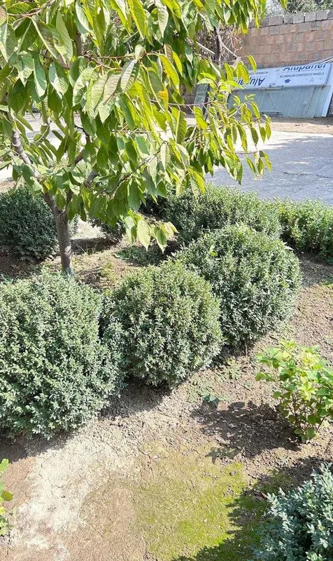 Шамшод-самшит (buxus) 6 Шамшод-самшит (buxus) 6
