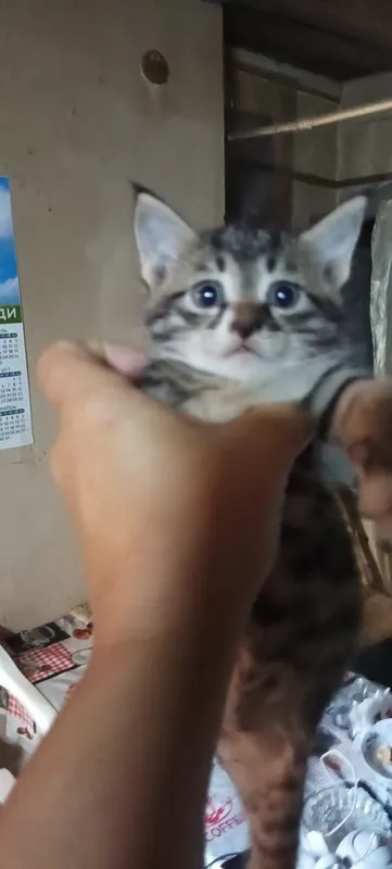 Котята ищут семью 1 Котята ищут семью 1