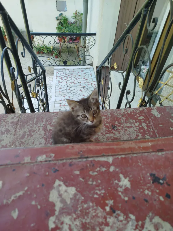 катята продаю 2 мец — фото 5