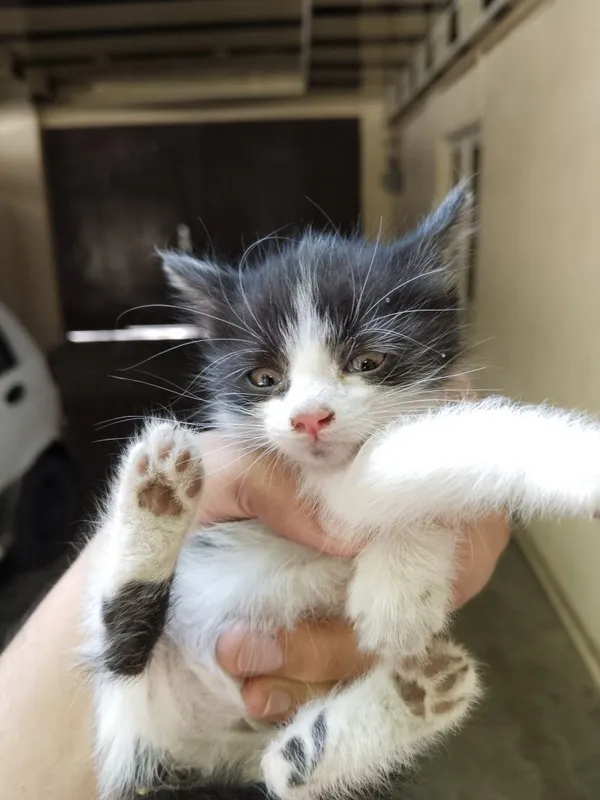 Котёнок улица фаргона Юли Казинка нахожусь — фото 5