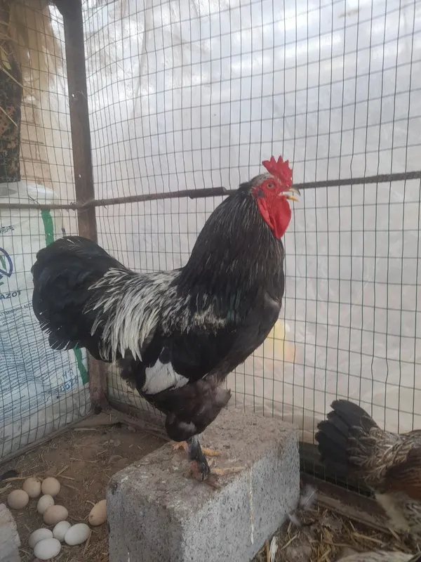 Bramma Xuroz 3 Bramma Xuroz 3