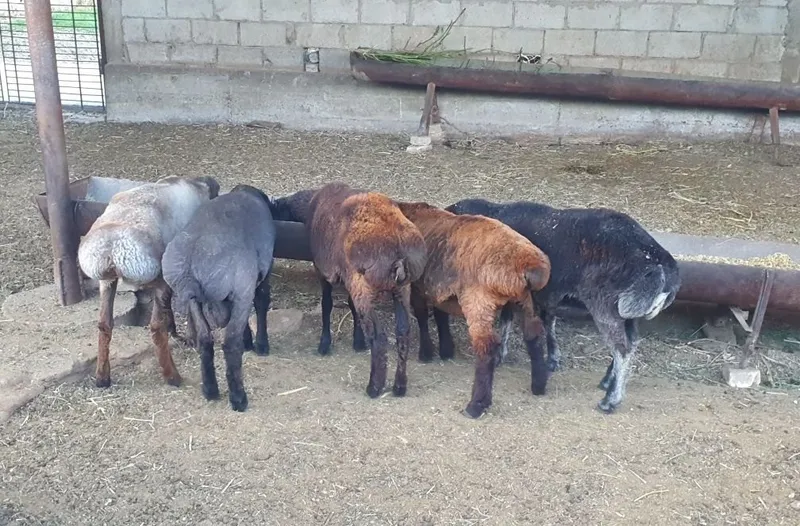 Yeb ichish soģliģiga garantiya 5