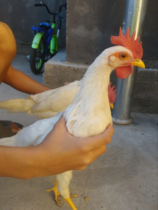 xoroz 2ta