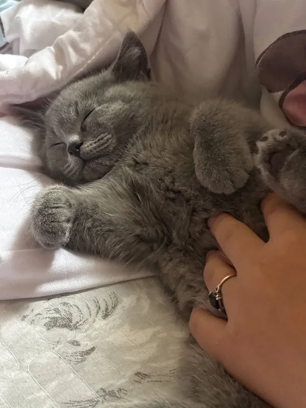 Британские котята 3 Британские котята 3