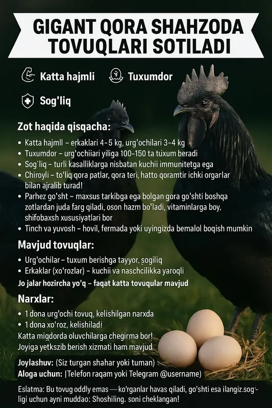 Gigant Qora Shahzoda Tovuqlari, Xo‘rozlari, Tuxumlari va 2 Oylik Jo‘ja