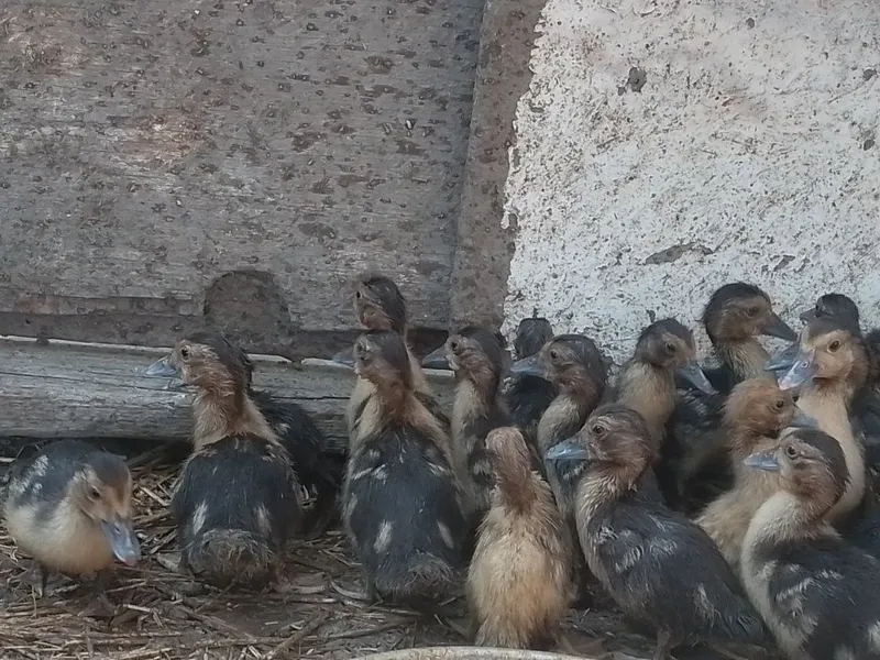 Oʻrdak (Indoutka) zotli . Zoʻr ves beradigan zotli turi . 4 Oʻrdak (Indoutka) zotli . Zoʻr ves beradigan zotli turi . 4