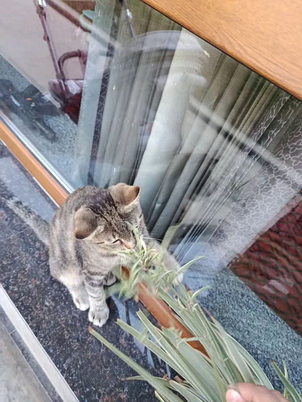 Tabbi akras mushuk bolasi 3 Tabbi akras mushuk bolasi 3