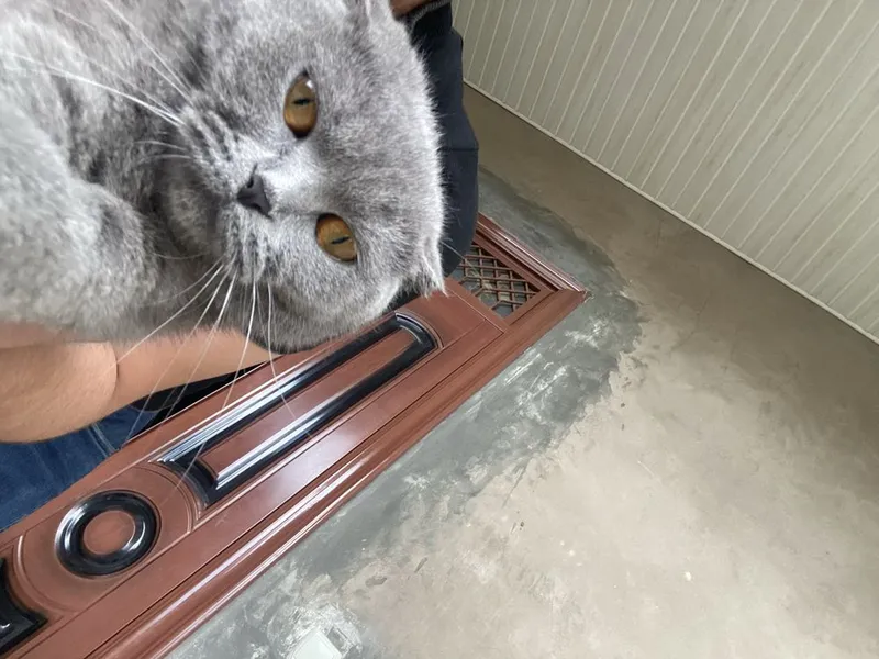 scottish fold british