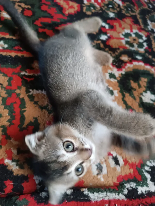 Кошка 2