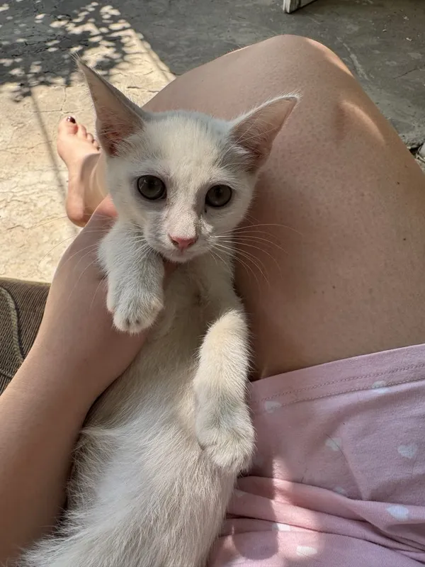 Котята простой породы — фото 3
