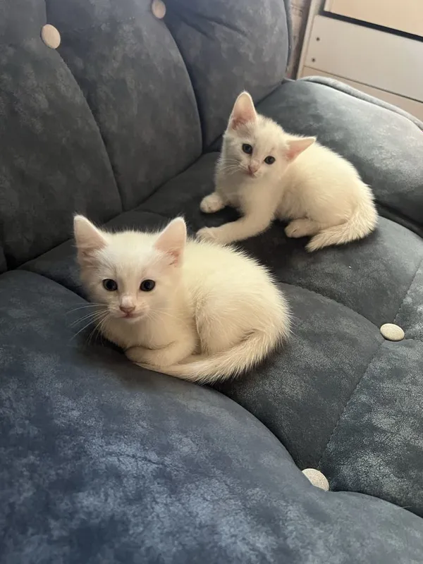 Продаю котят котенек белого цвета пародистые