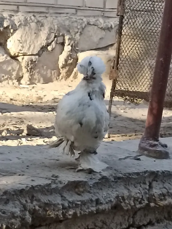 Продаются японские курочки 6