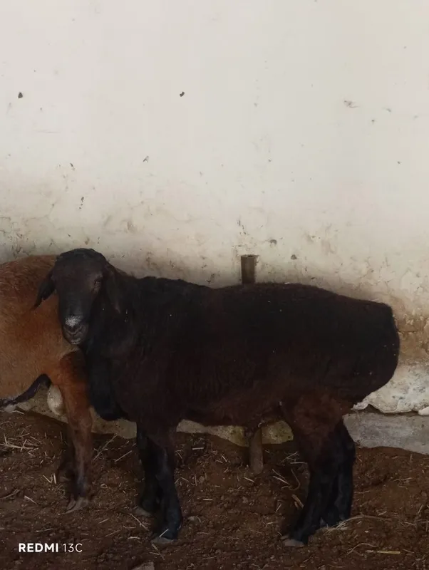 Qora qazoqi surxandaryo sariqi avğon 1 Qora qazoqi surxandaryo sariqi avğon 1