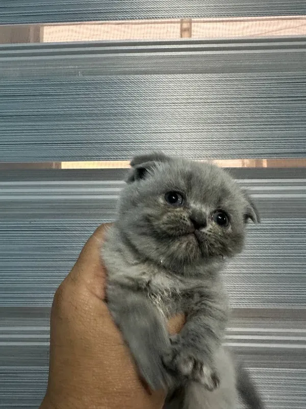 Scottish Fold mushuk — фото 2
