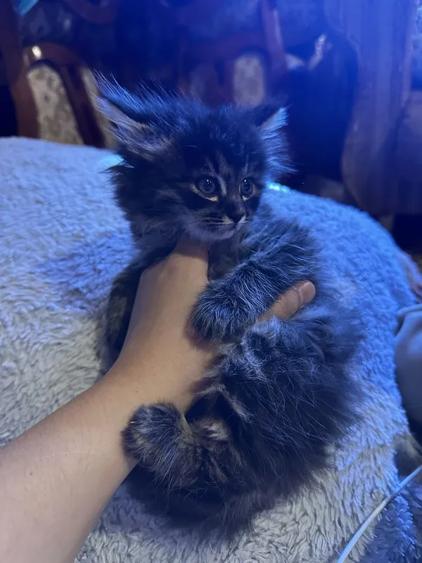 Продаётся котёнок — фото 1
