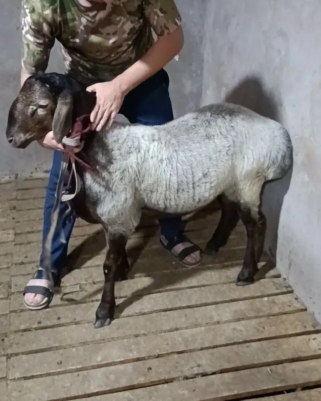Qpchqorlar sotladi