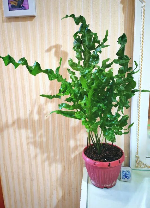 Папоротник Микросорум сколопендровый (Microsorum Scolopendrium) Gre — фото 2