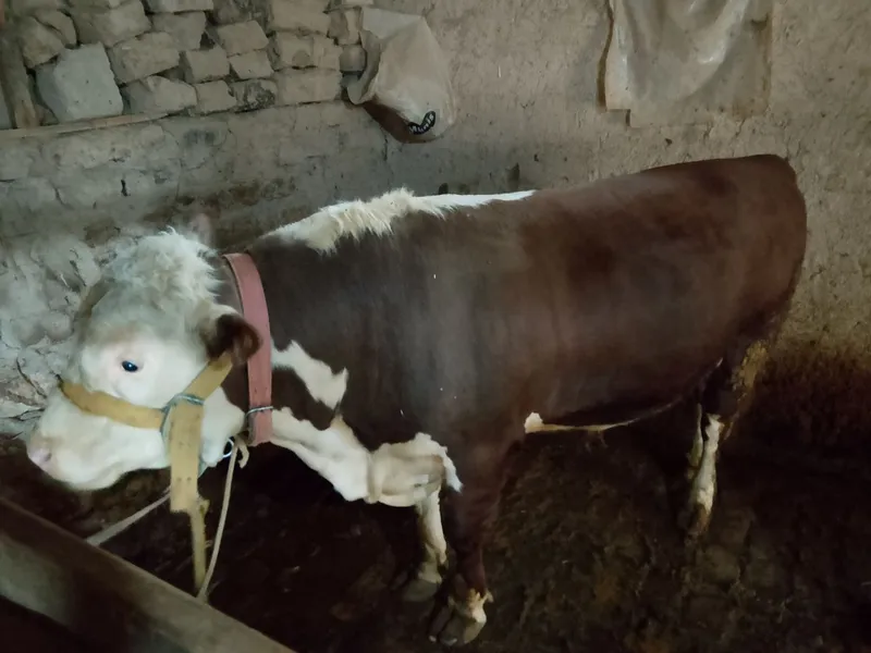 Qurbonlikka Simmental buqa sotiladi — фото 1
