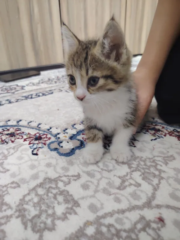 Даром отдам в хорошие руки котёнка — фото 1