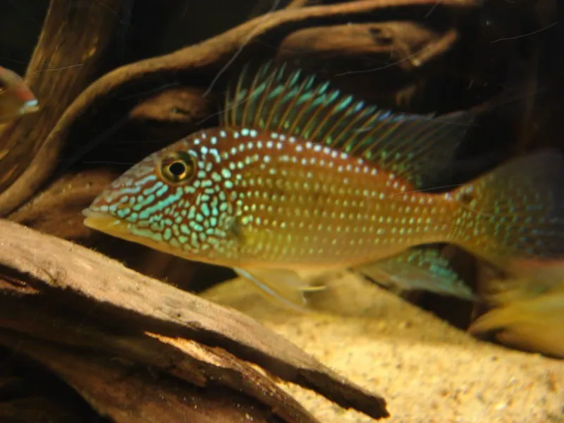 Geofagus Juripari