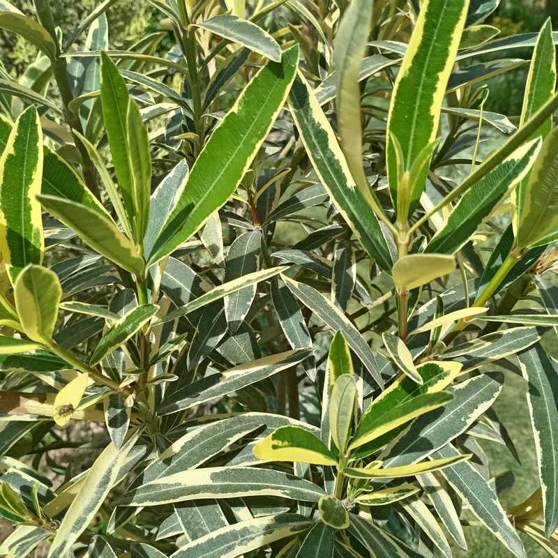 Олеандр вариегатный, Толгули, Tol guli (Nerium oleander variegata) — 1 — фото 1