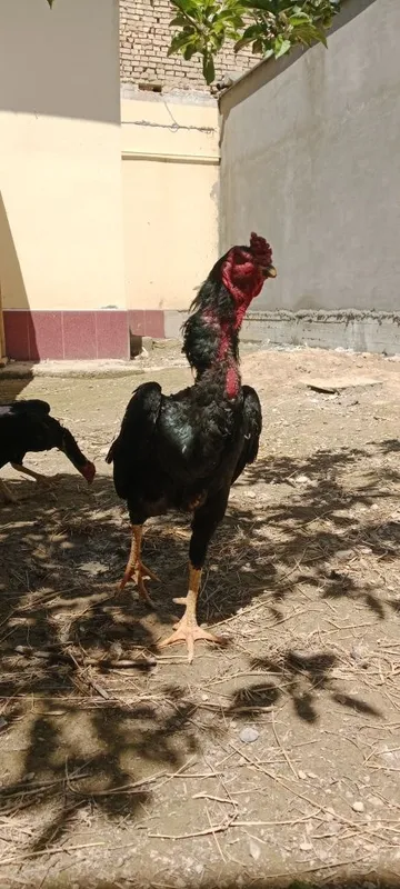 Bobo horoz sotiladi tovug'yam bor