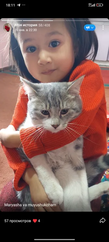 кошка Турецкая ангора . кошка Турецкая ангора .