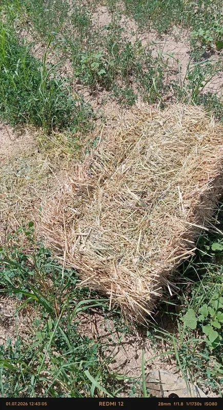 Peda aralash xashek pres bor srochna sotiladi mol va otlarga yaraydi 2