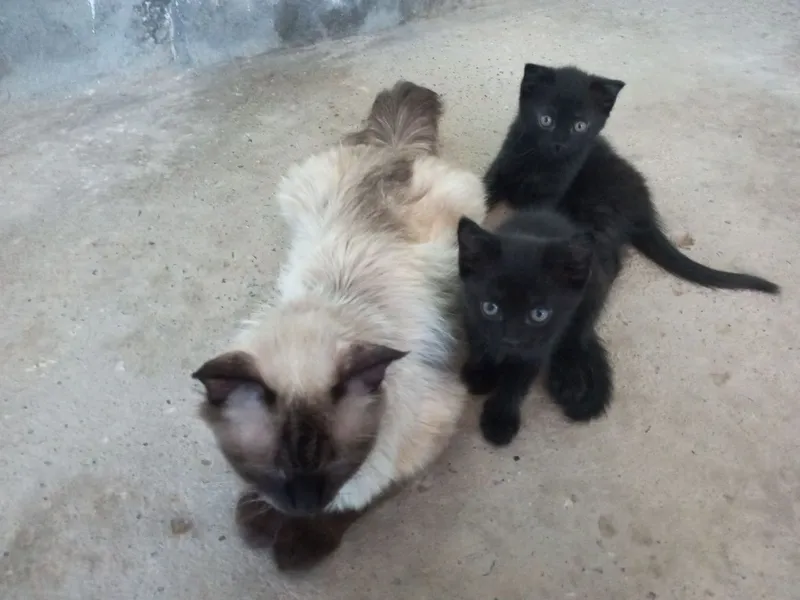 Отдам котят в хорошие руки 1 Отдам котят в хорошие руки 1